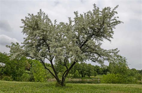 12 Common Species of Willow Trees and Shrubs