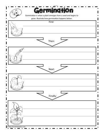 Seed Germination Worksheet