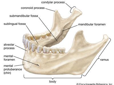 Jaw | Structure, Function, Muscles & Teeth | Britannica