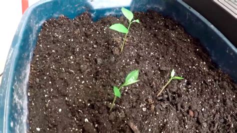 Paw Paw seeds germinated and olive trees - YouTube