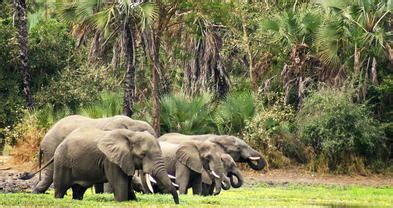 Mozambique Wildlife Guide