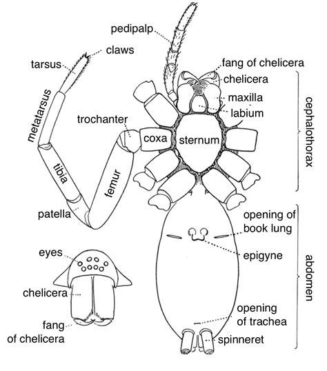 Spider basics, body, behavior