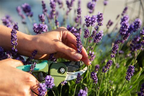 How to Prune Lavender Plants in Every Season