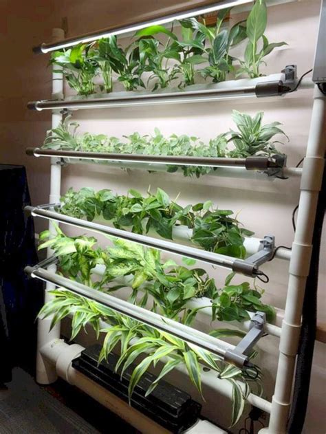 14+ Best Plants To Grow In Your Hydroponics Garden for Rexgarden in ...