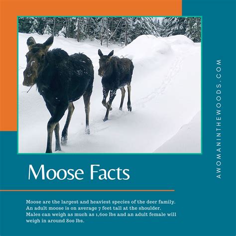 Moose Facts | Deer family, Species, Podcasts