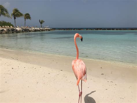 Free stock photo of beach, flamingo, ocean