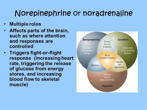 PPT – Norepinephrine or noradrenaline PowerPoint presentation | free to download - id: 780c6f-MThlY