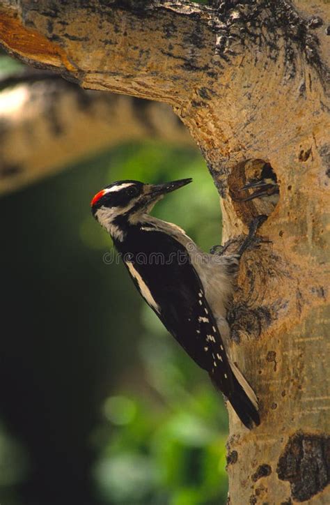 Hairy Woodpecker At Nest Cavity Stock Image - Image: 11623855