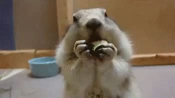 Squirrel Eating GIF - Squirrel Yum So Good - Discover & Share GIFs