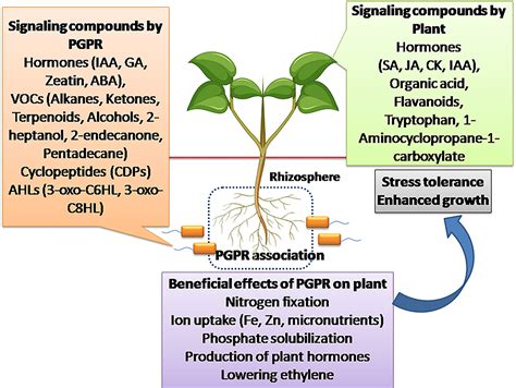 Frontiers | Ambiguities of PGPR-Induced Plant Signaling and Stress Management