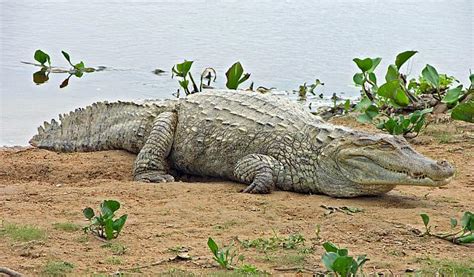 Orinoco Crocodile Facts and Pictures