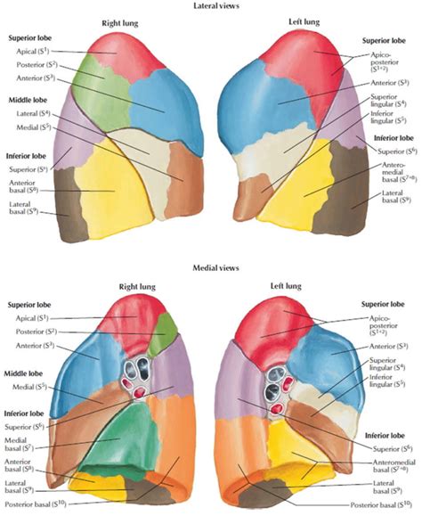 Auscultation - how to do chest, lung and heart auscultation