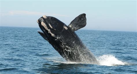 Protecting North Atlantic Right Whales and Advancing Clean Energy - Offshore Wind Energy