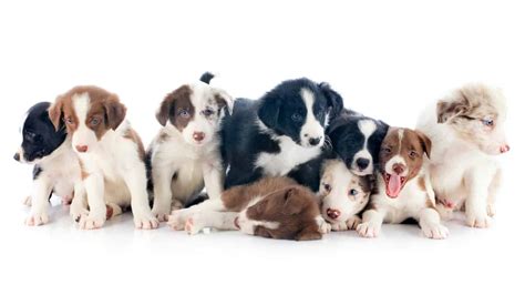 Border Collie Colors: All 24 Coat Colors Explained With Pictures