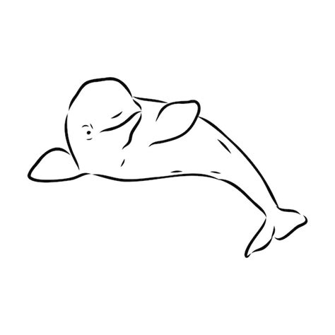 Premium Vector | Hand drawn vector beluga whale sketch engraving illustration of whale beluga ...