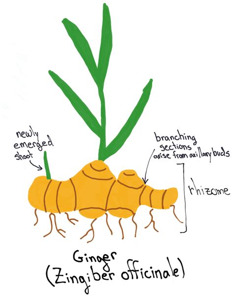 Ginger and the Underground Stem · Plant Lab