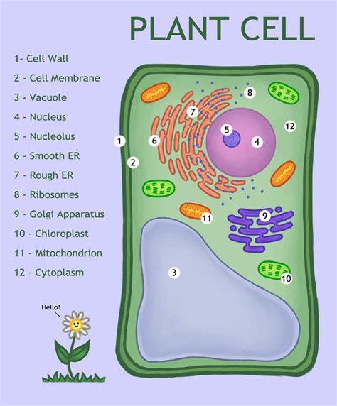 Plant Cell Diagram by Kittensoft on DeviantArt