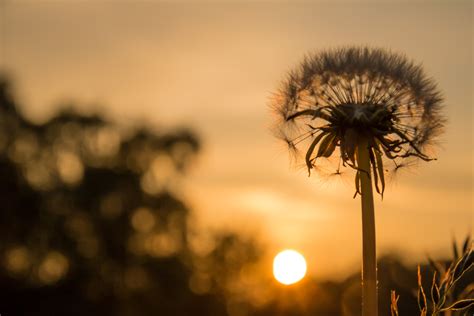 Free download | HD wallpaper: photograph of dandelion during sunrise, dandelion, sunset, flower ...