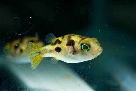 Aquarium World: Puffer Fish: Dwarf puffer | Carinotetraodon travancoricus Profile