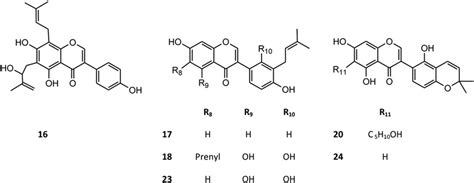 Proposed structures of isoflavone derivatives (peaks 16-18, 20, 23 and... | Download Scientific ...