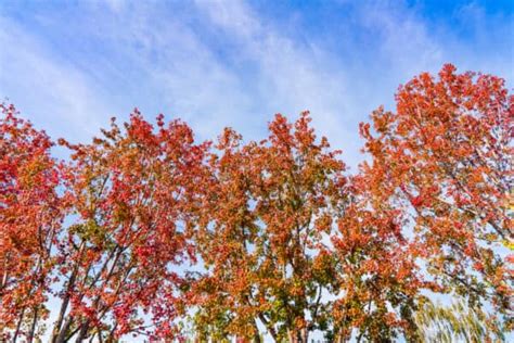 11 Classic Trees Native to Mississippi - A-Z Animals