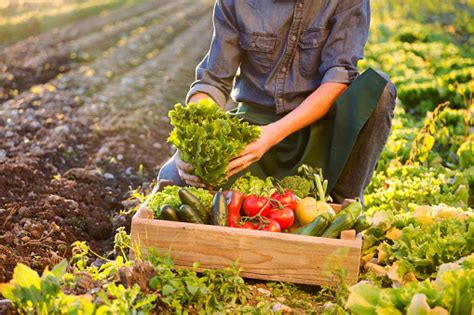 Farmer Working On Field Stock Photo - Download Image Now - iStock