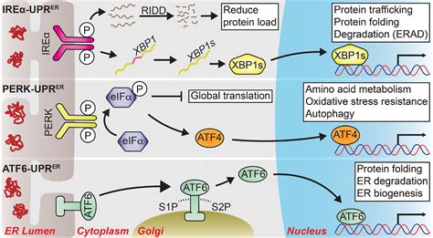 Frontiers | The Unfolded Protein Responses in Health, Aging, and Neurodegeneration: Recent ...