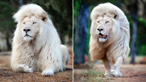 Rare white lion - lasopawin