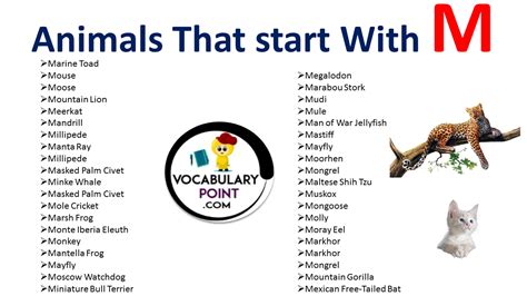 Animal Beginning with M Archives - Vocabulary Point