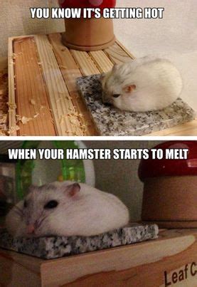 Caption Your Photo And Meme Gallery - | Hamster, Funny hamsters, Cute ...