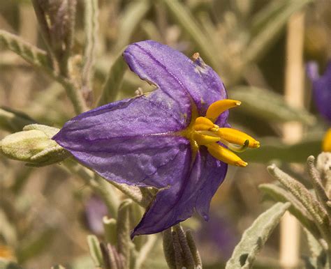 Vascular Plants of the Gila Wilderness-- Solanum elaeagnifolium