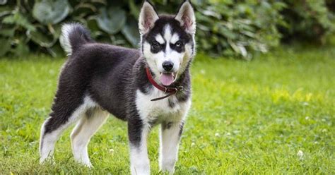 Husky | 🍓Siberian Husky Dog Breed