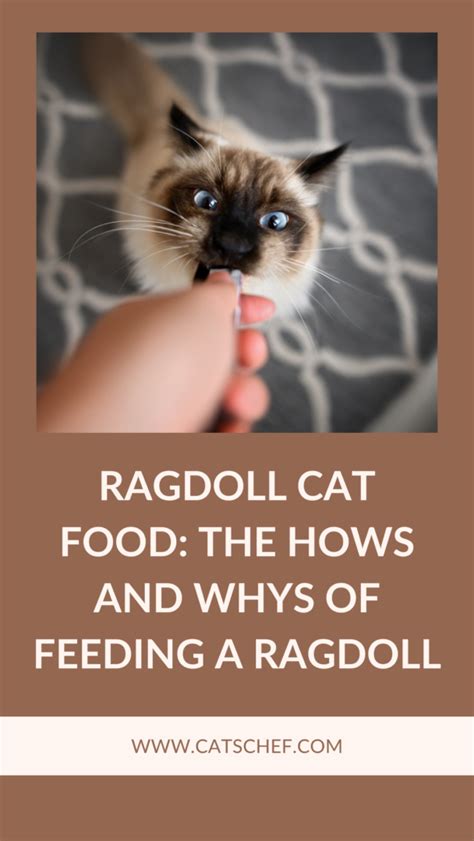 Ragdoll Cat Food: The Hows And Whys Of Feeding A Ragdoll