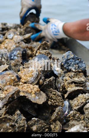 Chesapeake bay oysters, Maryland Stock Photo: 26597295 - Alamy