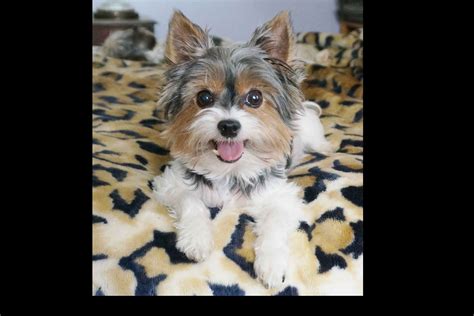 American Biewers - Biewer Terrier Puppies for Sale in Clarkrange, TN | AKC Marketplace