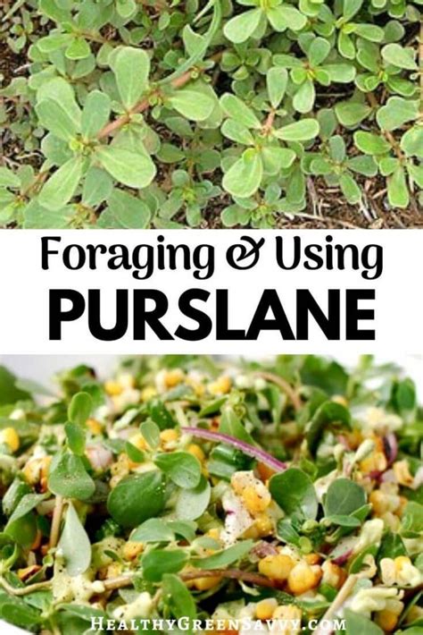 Verdolagas: Purslane Recipes from Around the World