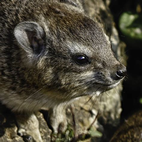 Hyrax by Darth-Marlan on DeviantArt