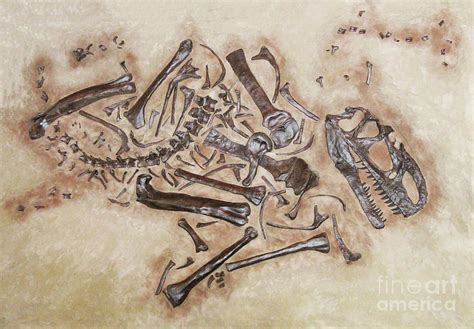 Dinosaur Fossil Photograph by Art Kurgin - Fine Art America