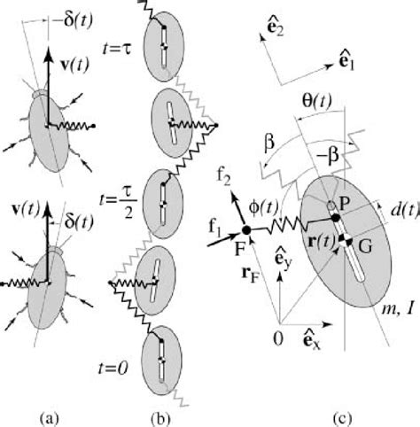 a-c. Overhead views of a cockroach (a), a cartoon of the lateral ...