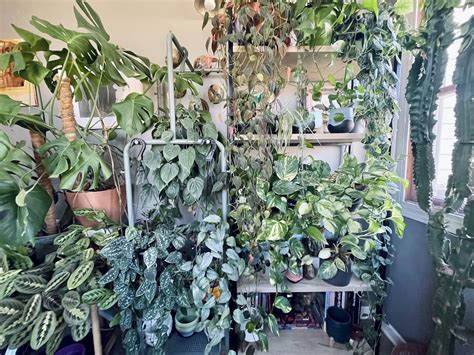 Porch plants enjoying the Midwest sun today. : r/houseplants