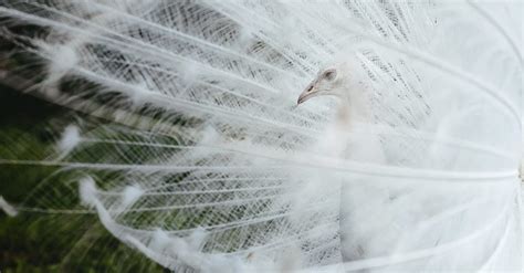 White Peacock Feathers · Free Stock Photo