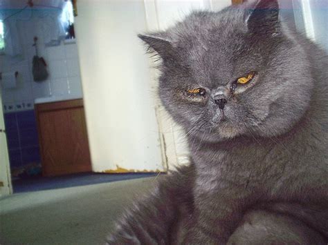 10 Gangster Cats You Don’t Want to Mess With - Catster