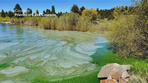 Lake Cascade algae bloom leaves green globs floating on the water ...