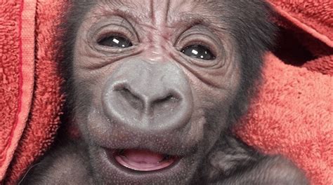 Doctors deliver baby gorilla at Philly zoo | WBFF