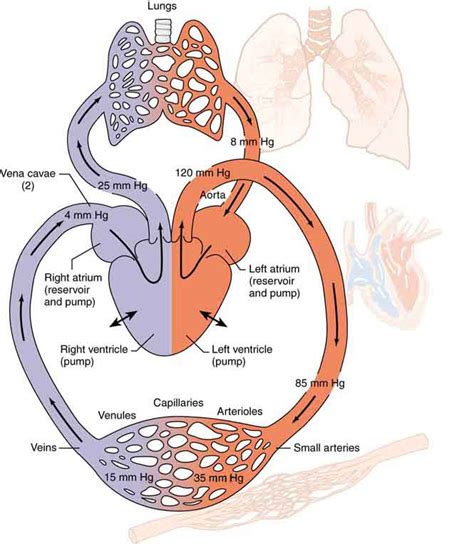 Major Blood Vessel Chart : Dr Will McCarthy's Science Site: Systemic blood ... : Preliminary ...