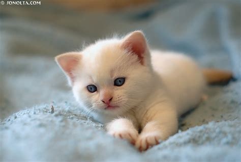 Cute Kittens - Pictures - The Wondrous Pics