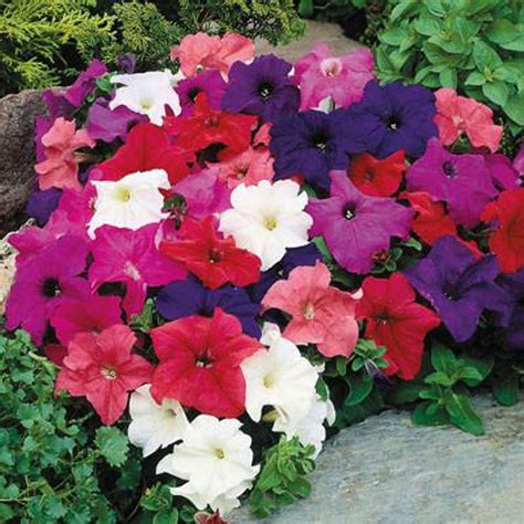 Petunia Dwarf Mixed flower seeds - Sierra Flora