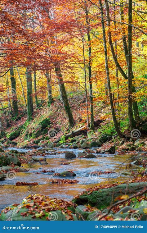 Forest river in autumn stock image. Image of peaceful - 174094899