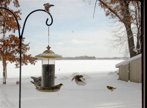 Winter Bird Feeding Tips - Michigan Audubon