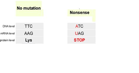 Substitution (DNA Mutation) — Definition & Examples - Expii